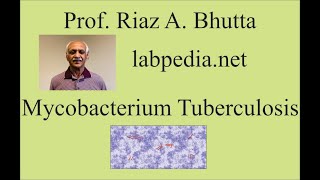 Mycobacterium Tuberculosis [upl. by Willtrude]