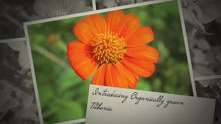 Tithonia Flowers  BloomyBliss Flower Farm In India [upl. by Yenttihw476]