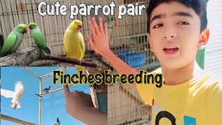 Cute parrot pair  Finches breeding setup Pigeon breeding cage setup [upl. by Kurr]