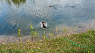 Grooming Your Wirehaired Pointing Griffon Tips and Tricks [upl. by Emanuel685]