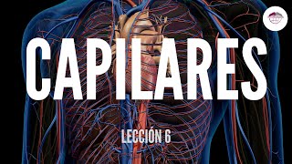 6 CAPILARES ESTRUCTURA Y FUNCIÓN DEL SISTEMA CARDIOVASCULAR [upl. by Nenad]