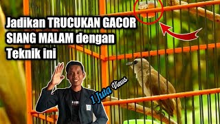 SUPAYA TRUCUKAN GACOR SIANG MALAM Cukup gunakan 7 Teknik ini [upl. by Fradin295]