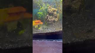 How to remove thread algae from your tank viralvideo shorts [upl. by Anitsuj]