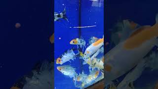 Koi carp videos metroaquarium koifish japanesekoi ponneri aquarium [upl. by Aggarwal769]