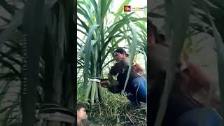 Ganne ki kheti youtubeshorts sorts trending viralvideo video funnyshorts funny ❤️ [upl. by Eldredge]