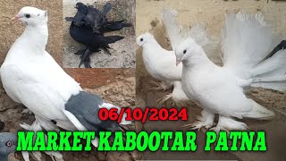 Market Kabootar Patna 06102024 phulwarisharifpigeon [upl. by Aurelia]