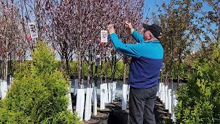 Prunus Mt St Helens Purple Leaf Flowering Plum  Beautiful Shapely Fast Growing Garden Tree 👌👍 [upl. by Ahsienat517]