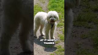 Lagotto Romagnolo  Best Truffle Hunter [upl. by Hilaria]