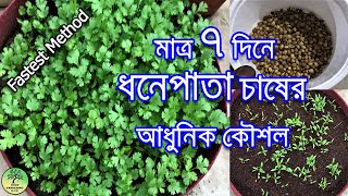 মাত্র ৭ দিনে ধনেপাতা চাষের আধুনিক কৌশল  Grow coriander in 7 Days only dhaniya kaise ugayein [upl. by Marylee]