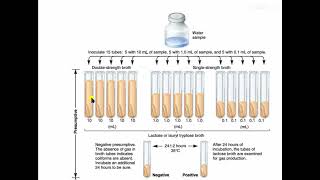 Coliform Bacteria Analysis [upl. by Llenhoj]