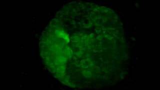 Ciona intestinalis gastrulation timelapse [upl. by Terzas]