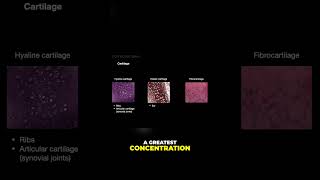 Understanding Cartilage Hyaline Elastic and Fibrous shorts histology anatomy cartilage [upl. by Noissap]