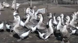 Buy Order Goslings  Super African Geese  Metzer Farms [upl. by Sergias981]