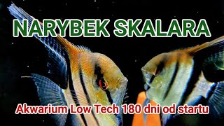 NARYBEK SKALARA  Akwarium Low Tech 260 litrów ze Skalarami  aquascapingtv [upl. by Zingale]