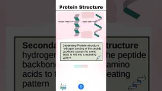 Protein Structure Primary Secondary Tertiary and Quaternary Protein Structures [upl. by Flavia]