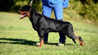 Ron vom Hause Edelstein 12 months [upl. by Sudnak]