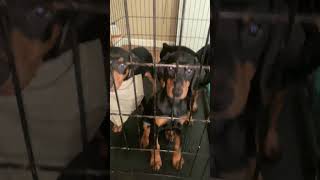 DOBERMAN PINSCHER PUPPIES PLAYING AROUND [upl. by Yoshio]