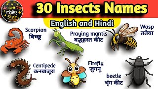 Insects Name in English Hindi  Insects for Kids by watrstar  Names of Insects  insects [upl. by Pussej]