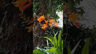 Crocosmia flors floweringplant flowers flor [upl. by Alage981]