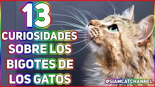 13 CURIOSIDADES SOBRE LOS BIGOTES DE LOS GATOS  SiamCatChannel [upl. by Waldon]