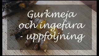 Gurkmeja och ingefära  uppföljning [upl. by Nemracledairam]