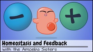 Homeostasis and NegativePositive Feedback [upl. by Verdie491]