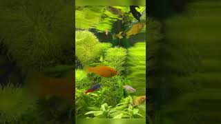 Hungry fishes ready to eat  Fish  Fish tank  Fish aquarium  freshwater fish  Mollies  nature [upl. by Lais327]