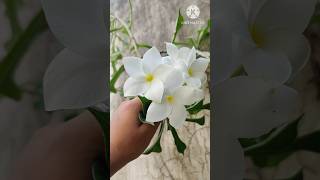 PlumeriaNag champa plantPlumeria pudica plant  Beautiful flowering plant champa shorts​ plants​ [upl. by Airtina]