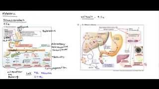 Liver Metabolic Disorders Hereditary Hemochromatosis Wilsons Disease Alpha 1 Antitrypsin [upl. by Warton]