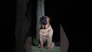 Boerboel Barking Night watch boerboels boerboelbreeders shortsbeta [upl. by Dermot]