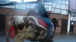 Reiten amp Tricktraining mit Reitkuh Arabella [upl. by Feriga985]