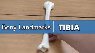 bony landmarks of the tibia [upl. by Kubetz769]