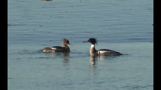 Poole Harbour Cruise 18th Jan 2024 [upl. by Ardnahs]