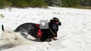 Crusoe the Pirate Dachshund Segment from Full Bahamas Video [upl. by Nylecaj164]