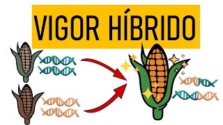 ¿Qué es la Heterosis o Vigor Híbrido [upl. by Yasnil]