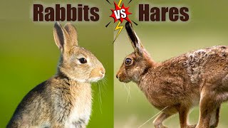 Rabbits VS Hares The Differences [upl. by Mufinella]