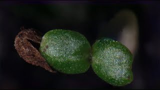 Elegant clarkia seed germination time lapse in soil [upl. by Ainnet]