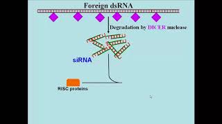 233 siRNA Post Transcriptional Regulation [upl. by Salomo]