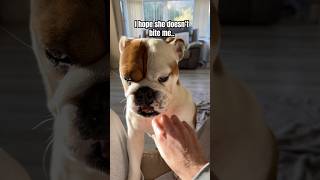 A bulldog doesn’t look happy bulldog dogsofyoutube pets [upl. by Letsyrk]