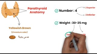 Parathyroid Anatomy and Embryology  الجراحة بالعربي  MRCS Revision مراجعة [upl. by Perkoff]