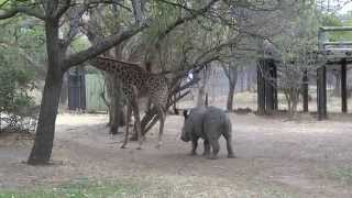 A giraffe kicked a naughty rhino ORIGINAL VIDEO [upl. by Nelleoj]