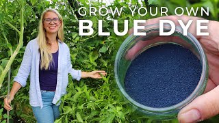 How to Grow Indigo Plants amp Process It into Blue Dye [upl. by Zeuqirdor438]