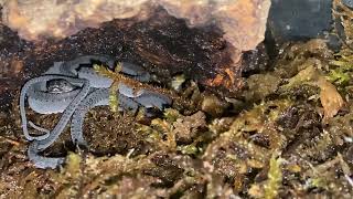 Dragon snake Xenodermus javanicus reptiles feeding frogs fyp endangeredspecies shorts snake [upl. by Aiz]