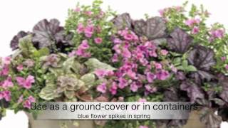 Ajuga Burgundy Glow [upl. by Boswell54]