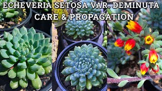 Echeveria Setosa Var Deminuta Care amp Propagation [upl. by Sabella]