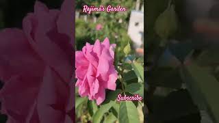 Rajimas Gardenhome gardenrose plantsrose caringrose plantsrose plants [upl. by Wystand363]