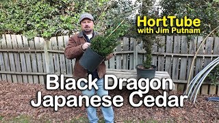 How to grow Black Dragon Japanese Cedar  Cryptomeria japonica [upl. by Sesom]