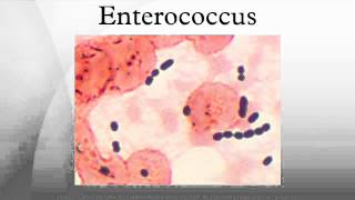 Enterococcus [upl. by Xer]