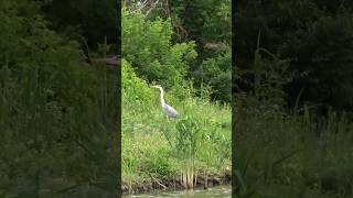 Gray Heron walking near the lake while were on the boat birdwatching wildbirds wildlife herons [upl. by Ahsatniuq]