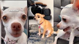 mreviatar tiktok compilationSPECIAL NIKI CHIHUAHUAnikiozeri videos mreviatar mreviatarniki [upl. by Rollie]